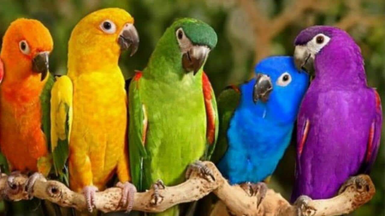 Birds