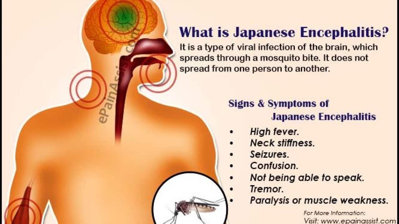 Japanese encephalitis
