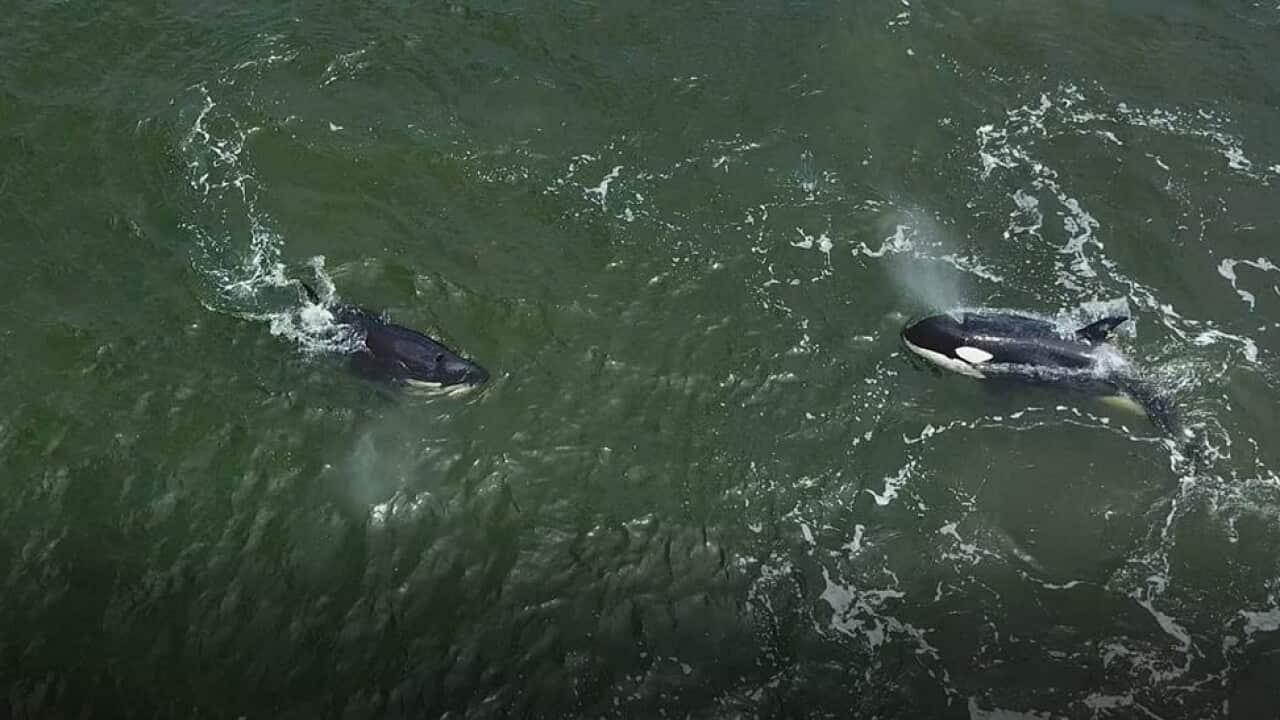 Two orcas swimming in sea waters after being released in the sea of Okhotsk on Cape Perovsky in the Khabarovsk region, Russia, 27 June 2017. 