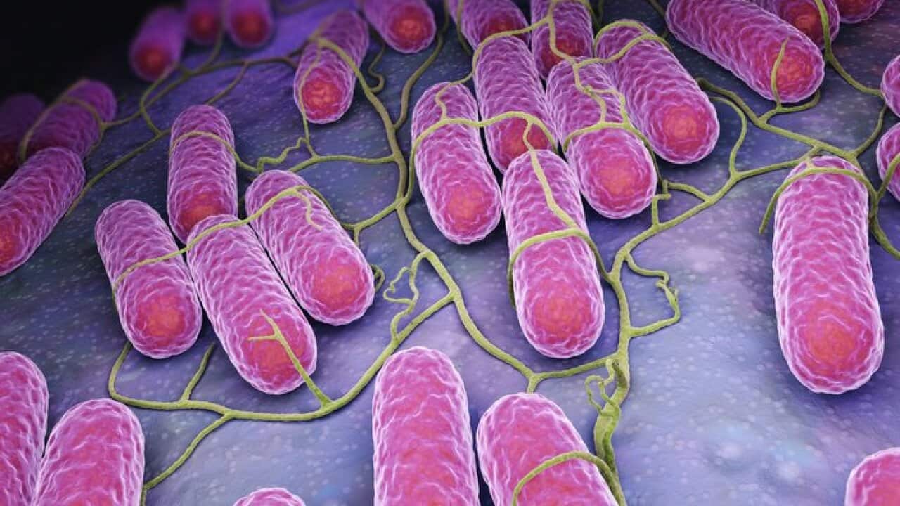 Culture of Salmonella bacteria