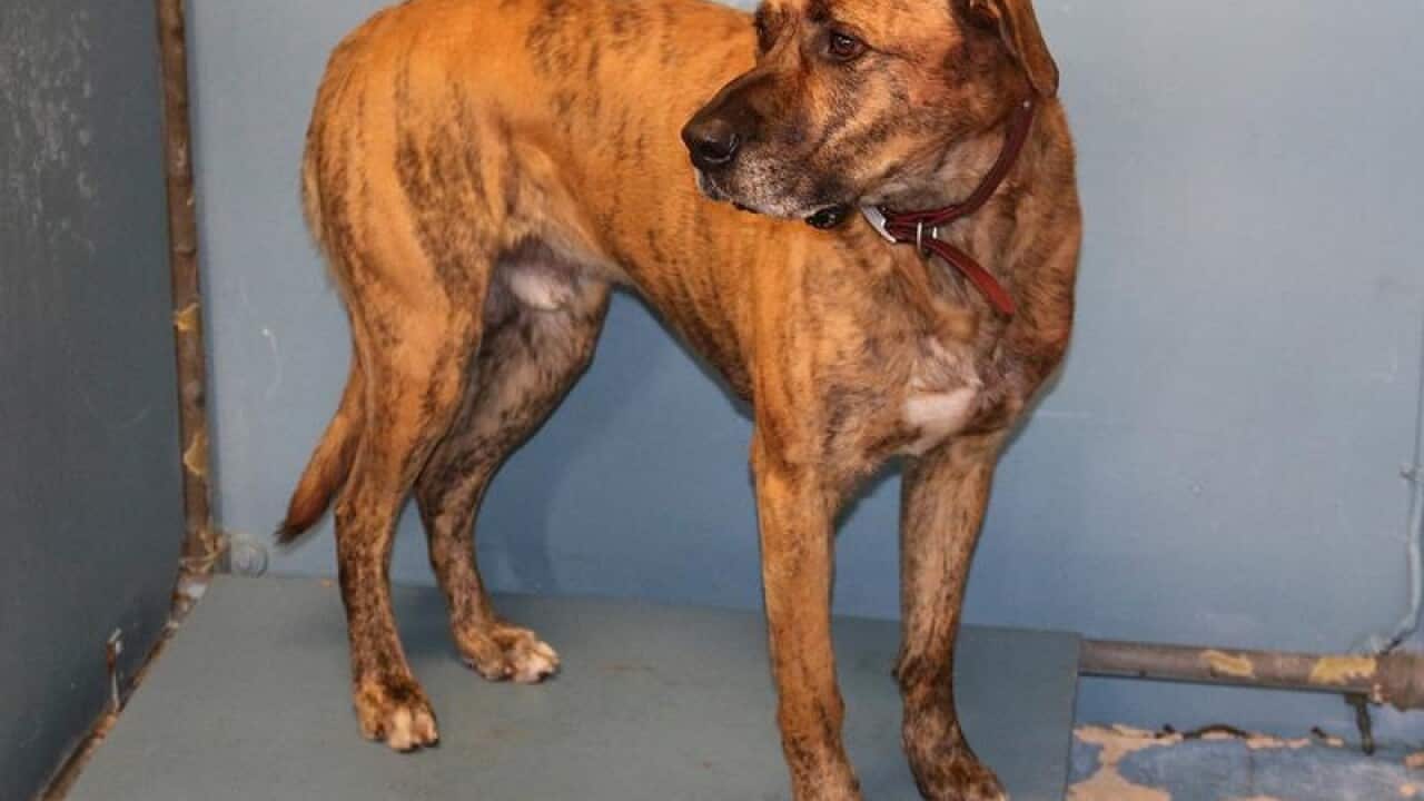 Bull mastiff that was seized by City of Gosnells rangers