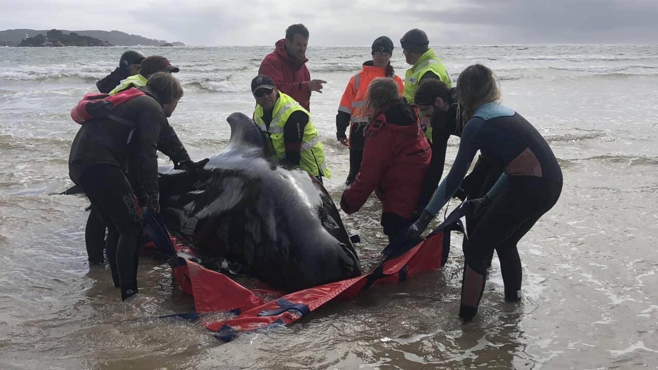 Whale rescue efforts at Macquarie Harbour, Tasmania.
