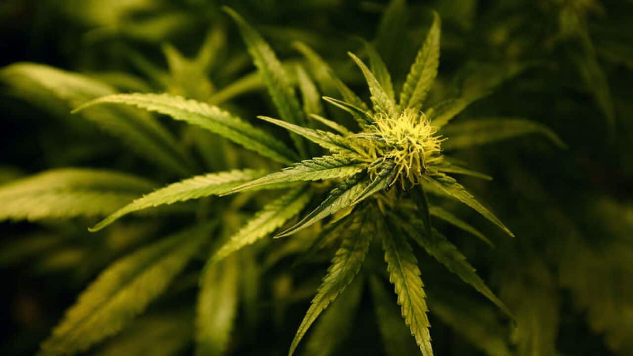 Cannabis