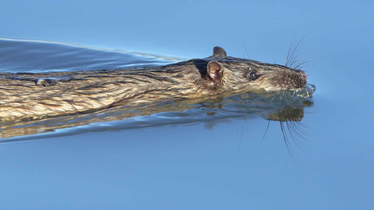 Water Rats Praqgue Eat Your Heart Out: Native water rats have worked out how to safely eat ...
