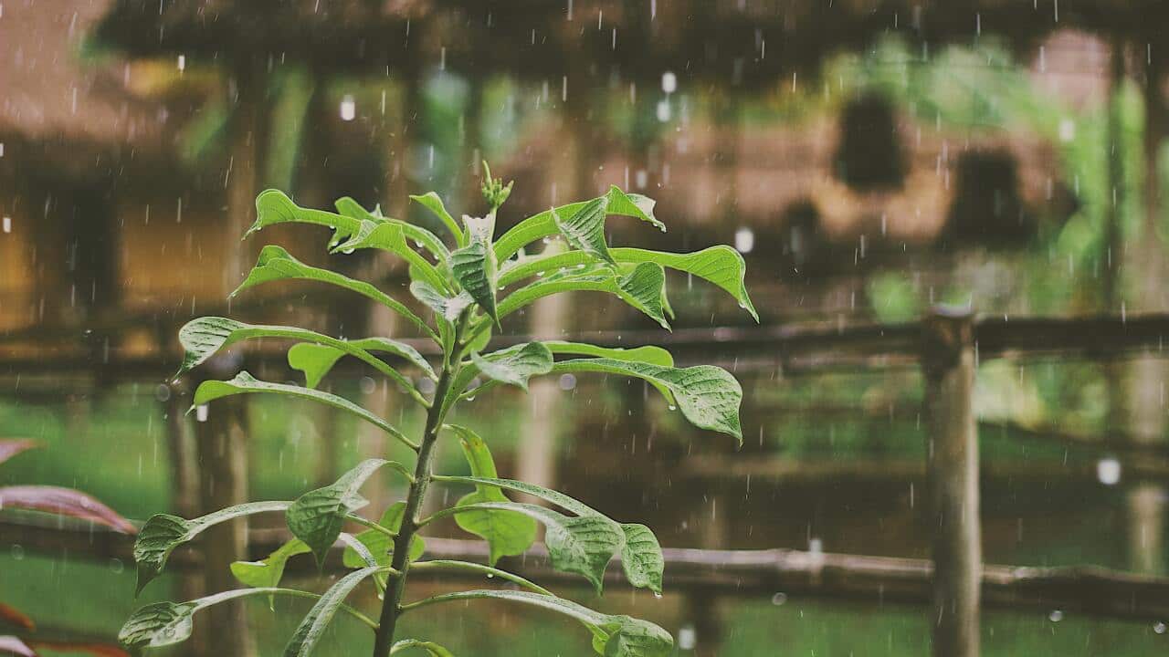 Garden rain