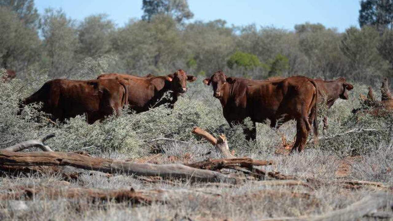 Underweight cattle feed on Mulga on a drought effected property near St George, Queensland.