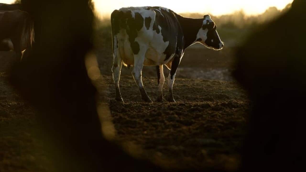 Dairy cattle during milking time.