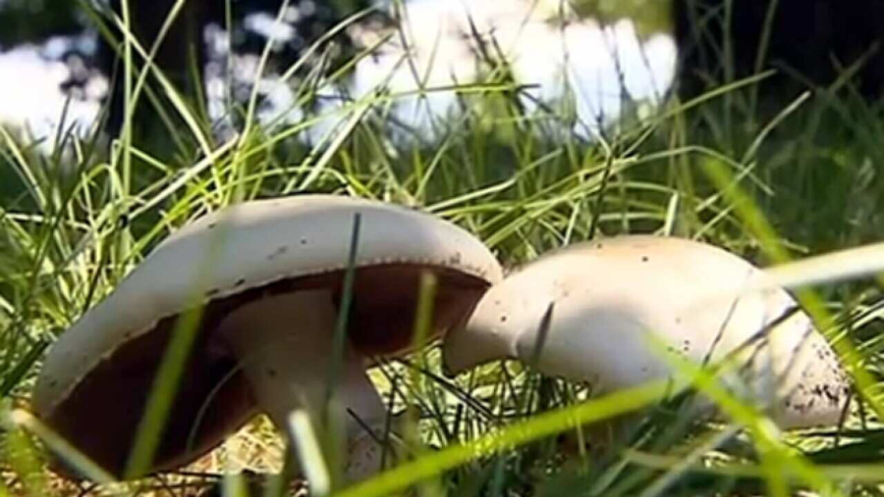 mushroom_L_120104_sbs_1646292605