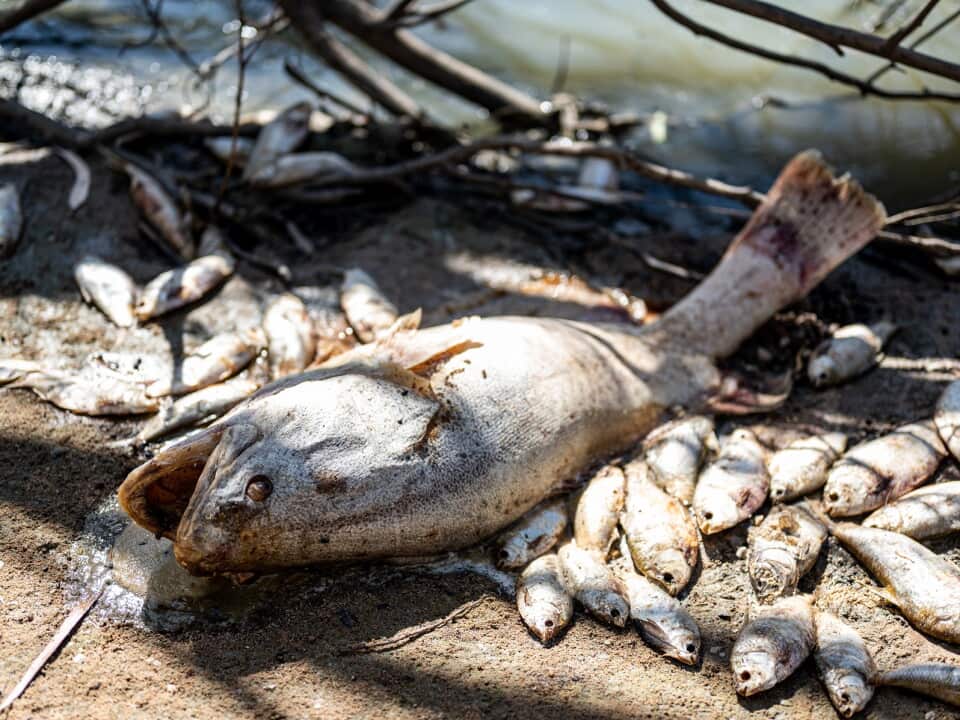 NSW MENINDEE MASS FISH KILLS