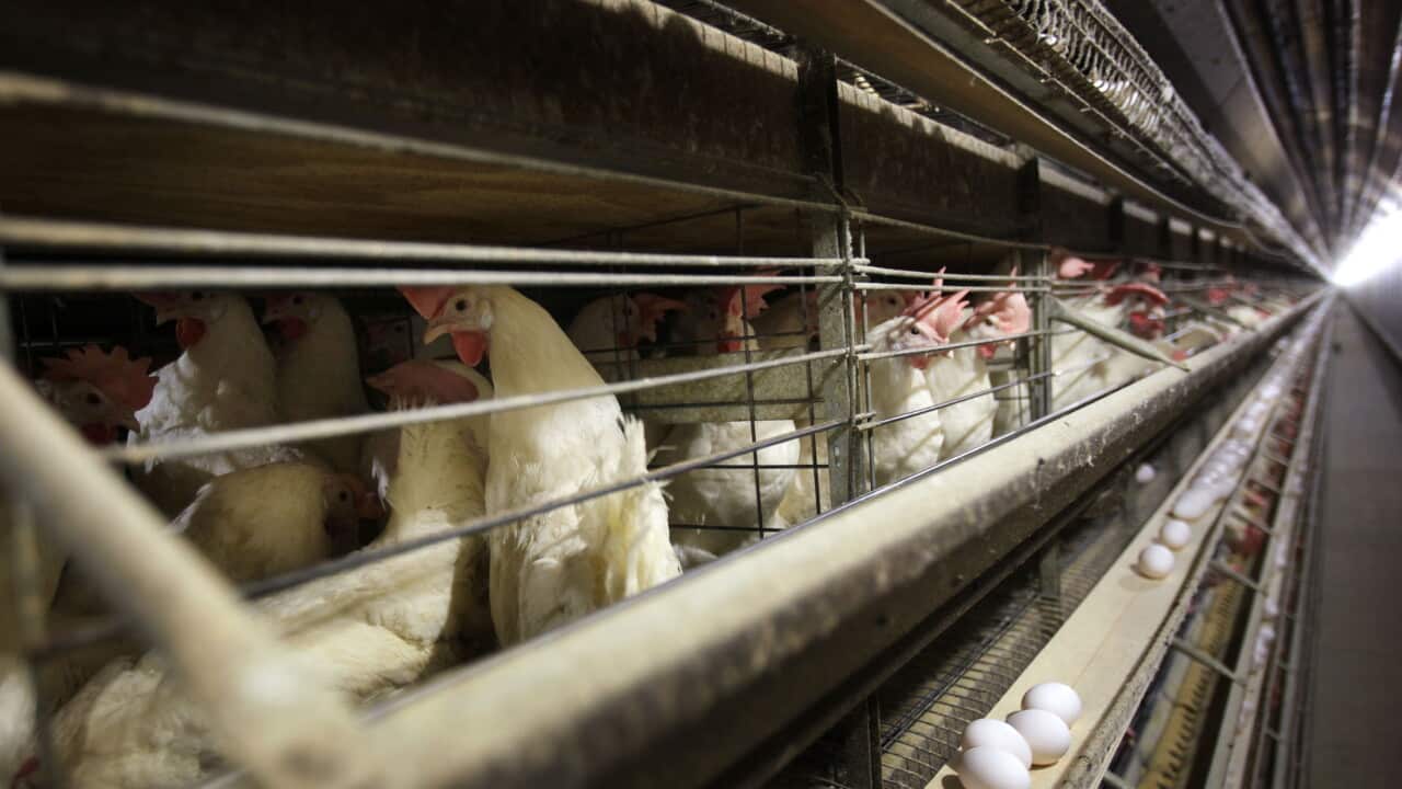 Bird Flu Agriculture Explainer
