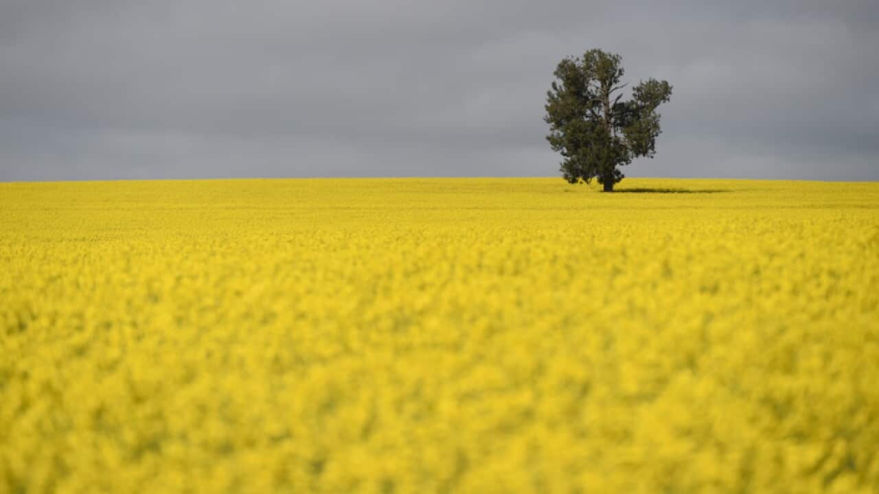 Riverina area near Lockhart, 80km west of Wagga Wagga