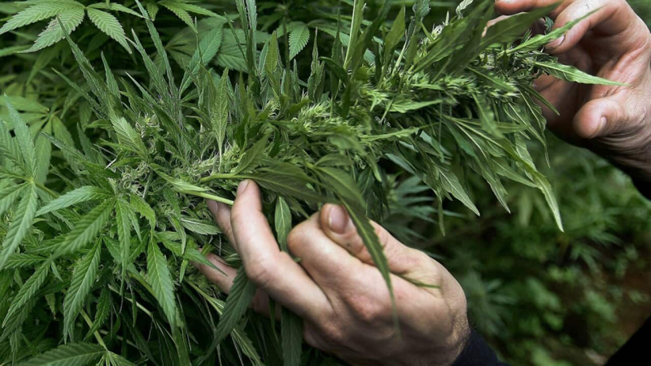 A man cutting leaves of marijuana