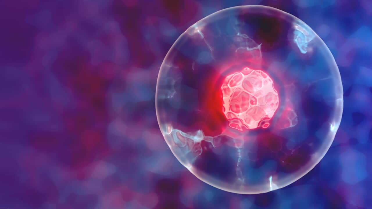 Stem Cells