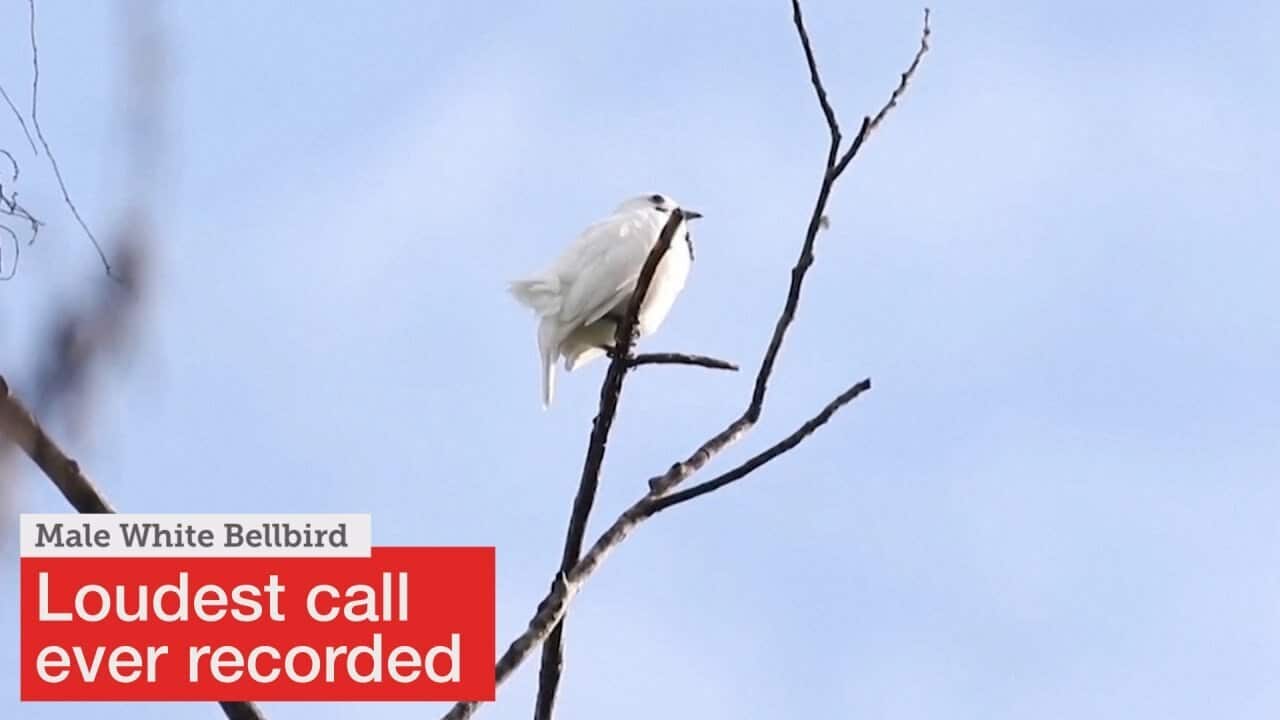 Loudest bird
