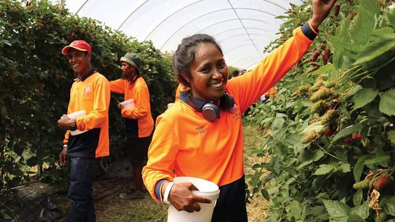 PI Seasonal workers DFAT.jpg