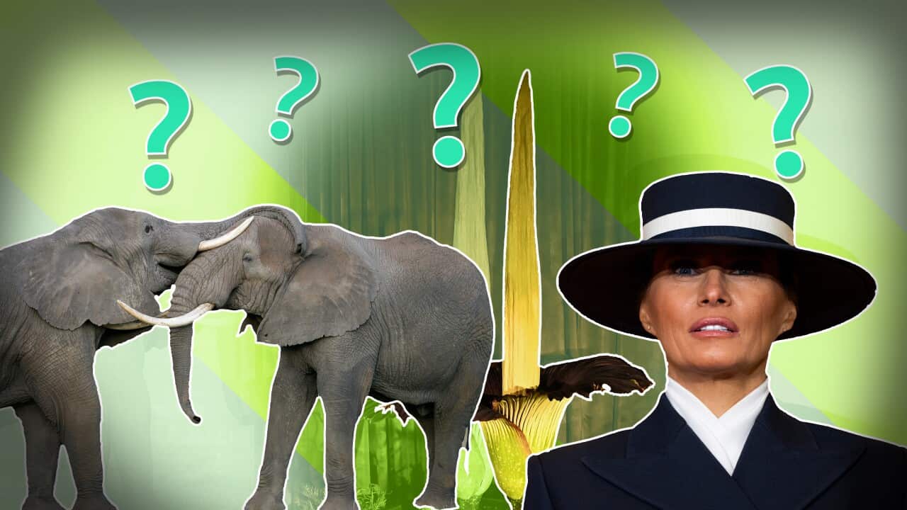 African elephants playing with each other, a blooming corpse flower and US First Lady Melania Trump wearing a hat