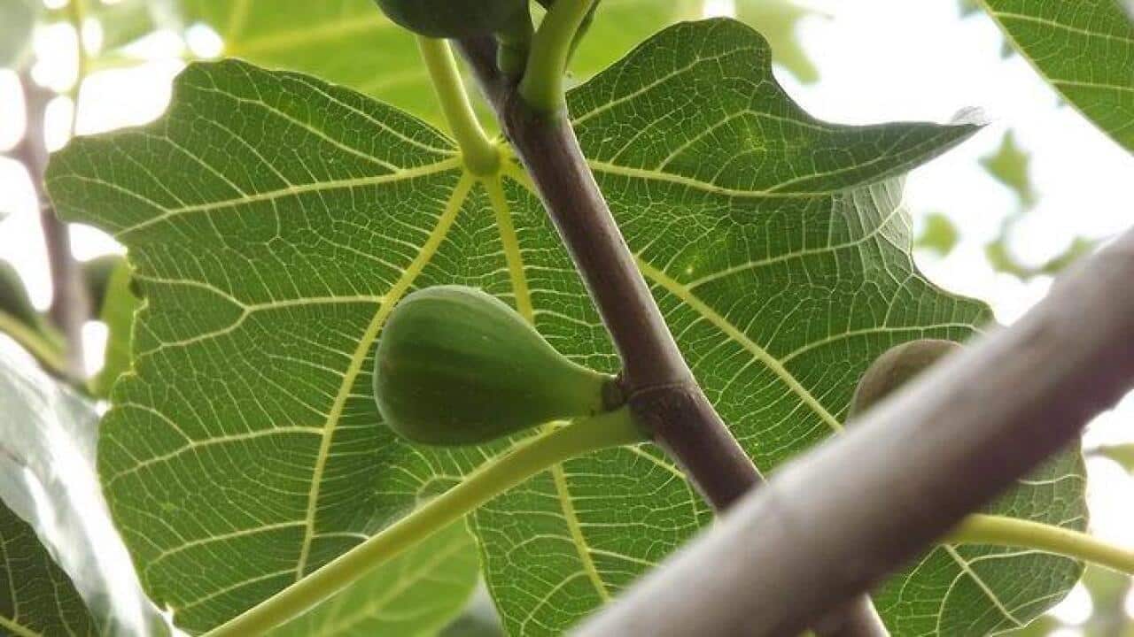 Fig tree