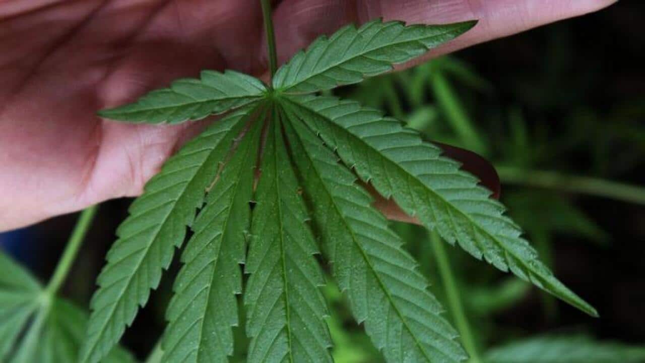 Marijuana leaves