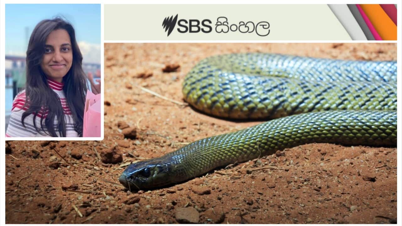Inland Taipan