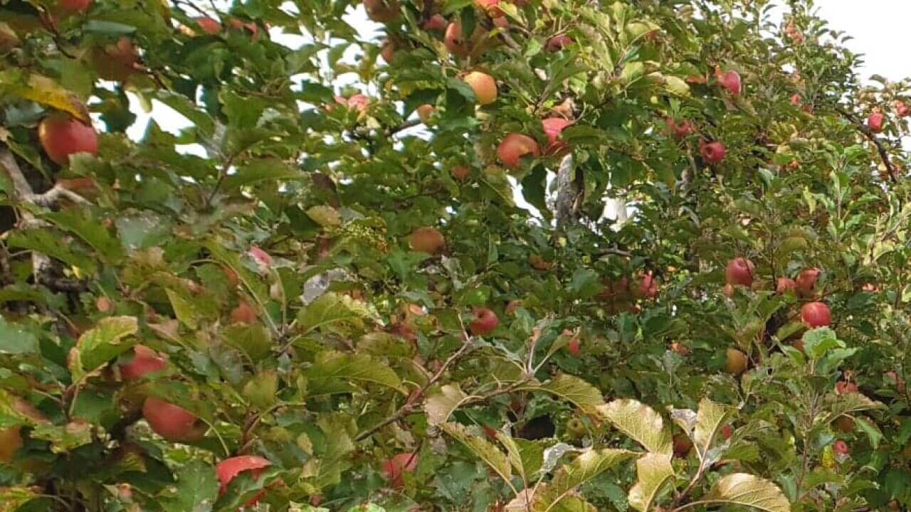 Apple farm