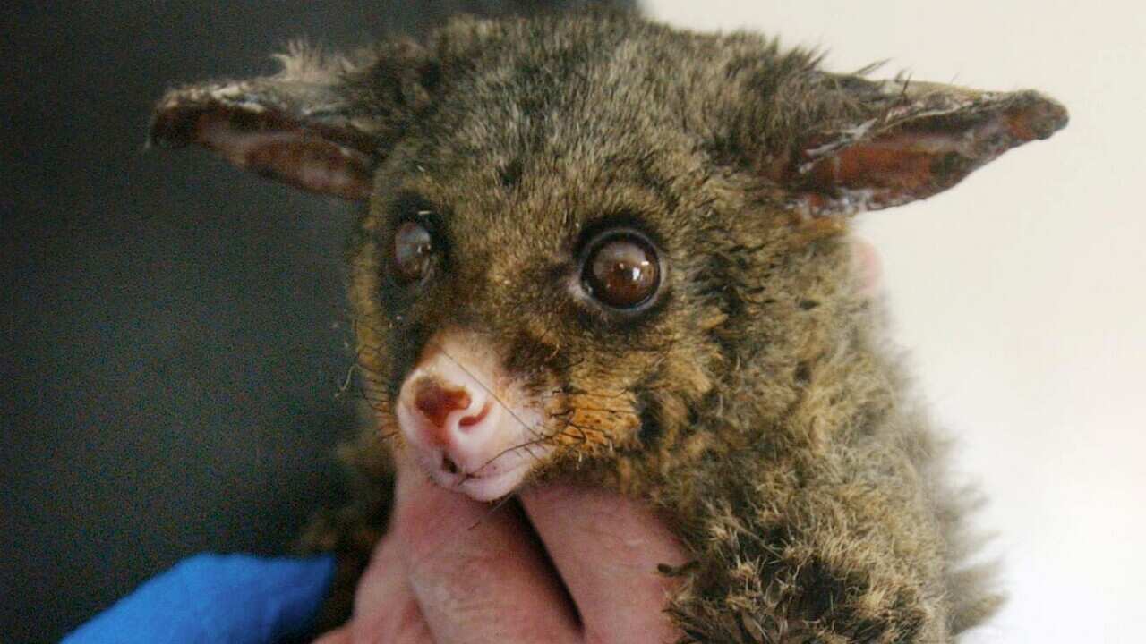 Injured Bush tail possum
