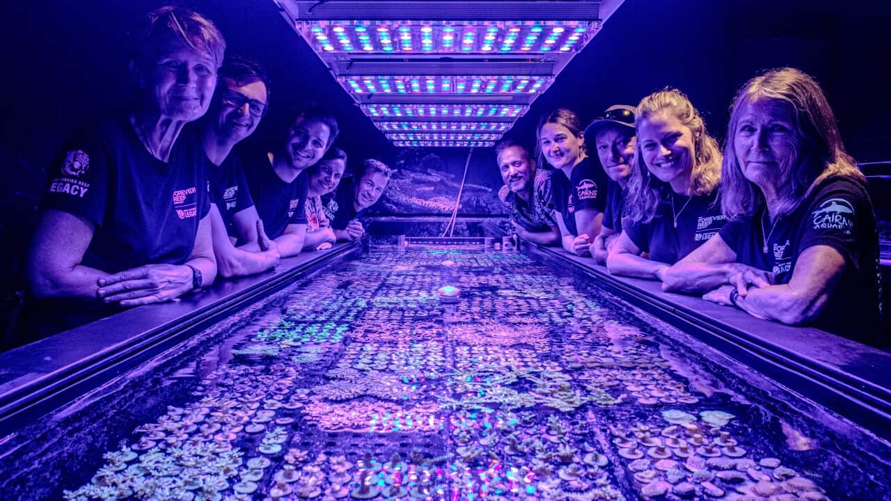 LivingCoralBiobank_PortDouglas.jpg