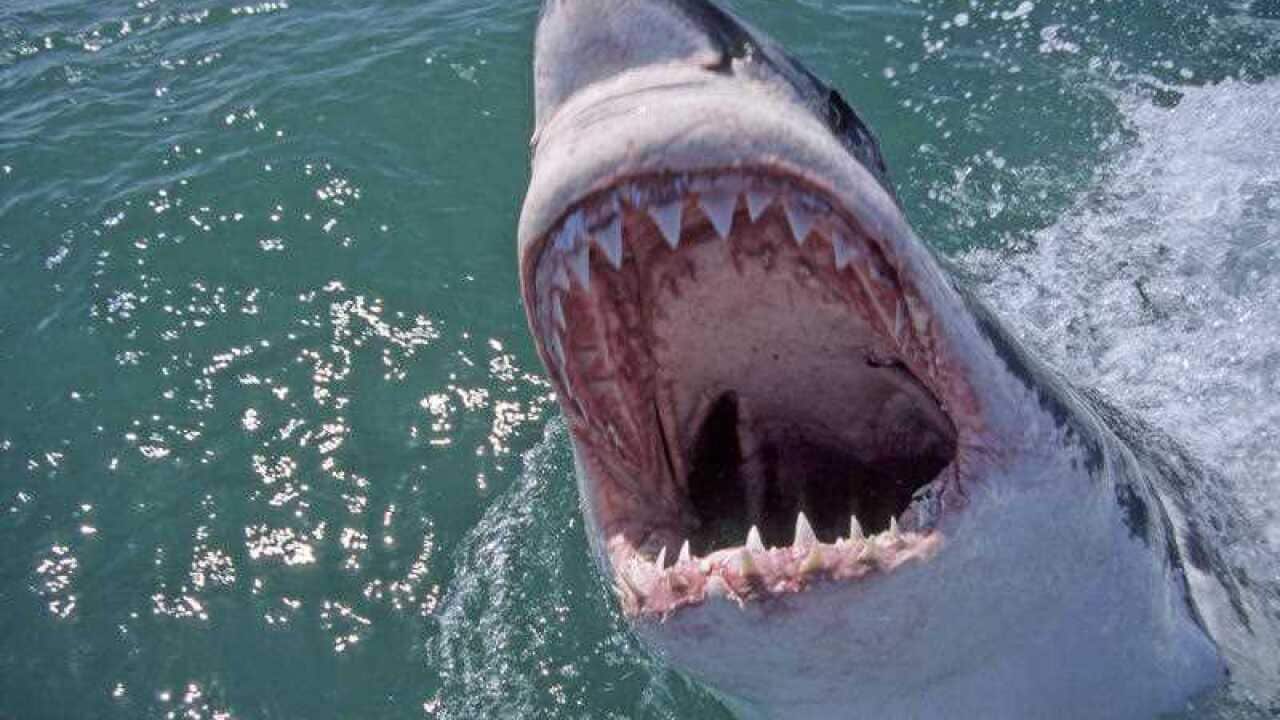 Sharks, shark attacks