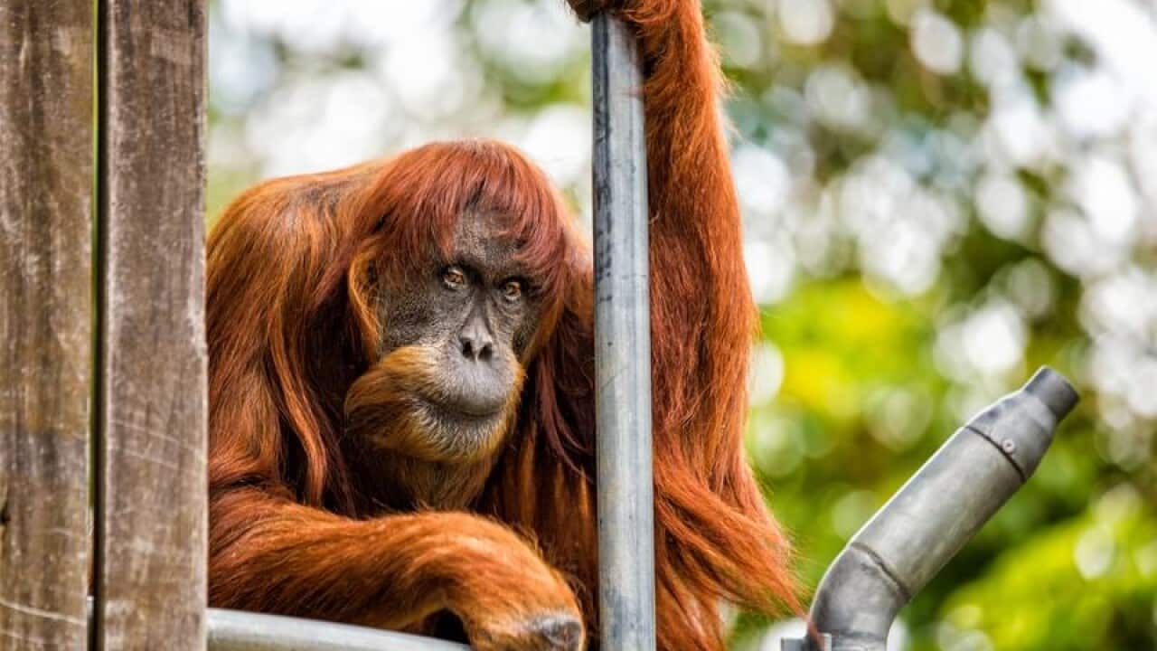 The oldest living Sumatran Orangutan.