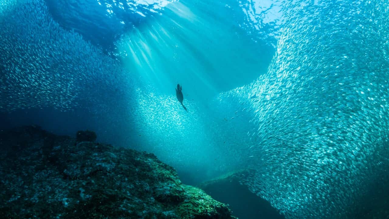 Black cormorant feeding on bait fish in the Sea of Cortez.