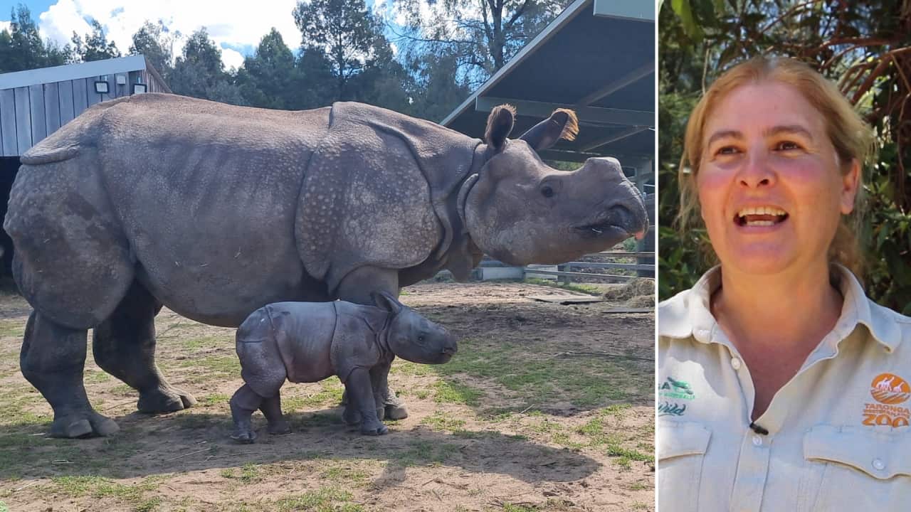 Hari Greater One-Horned Rhino