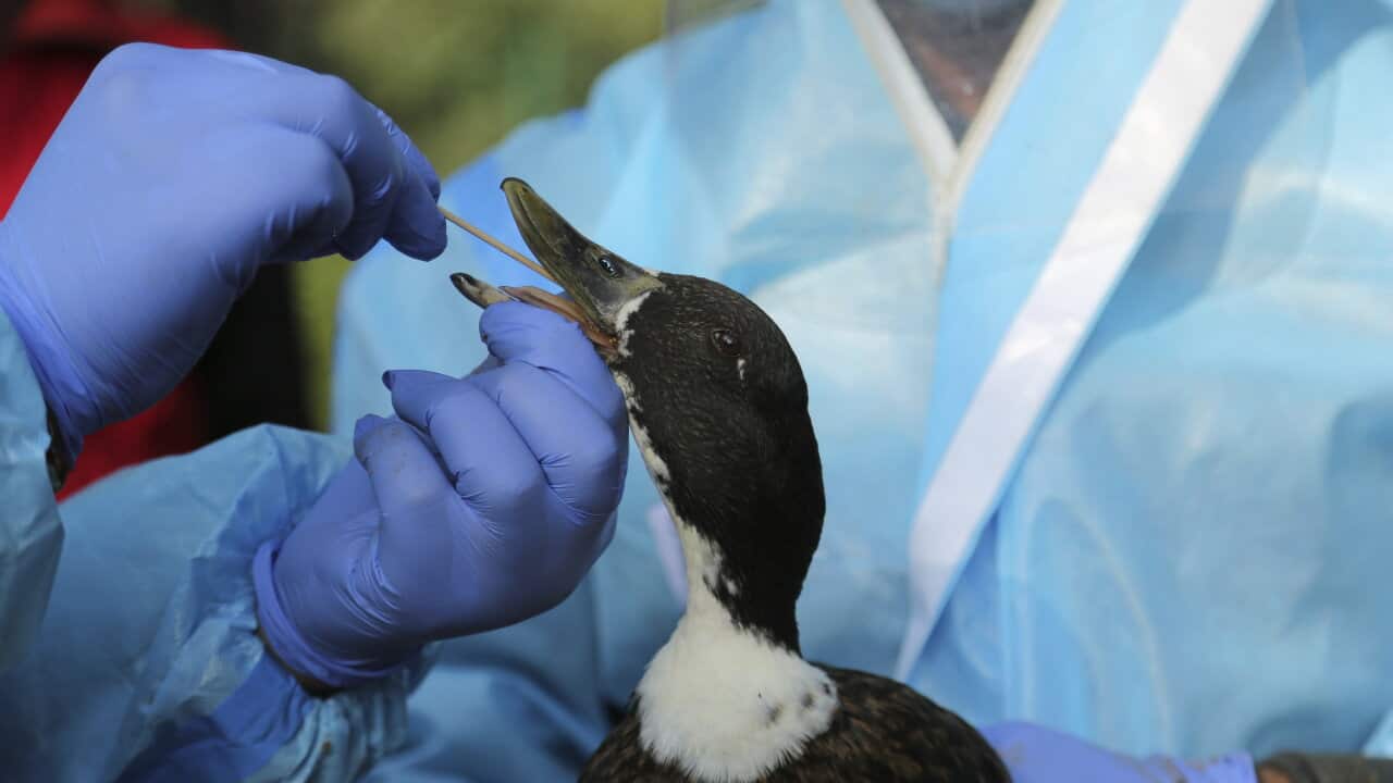 India Bird Flu