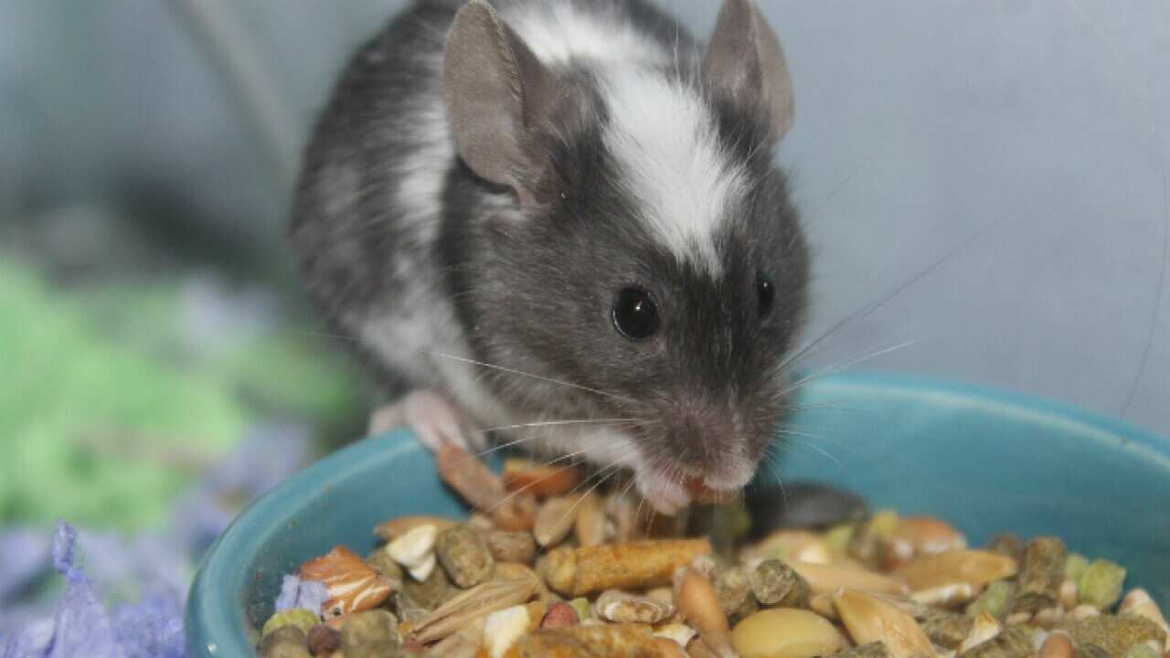 Rat