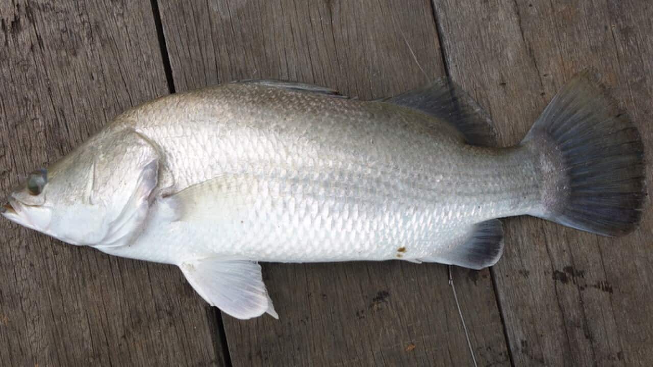 Barramundi, Australia, India