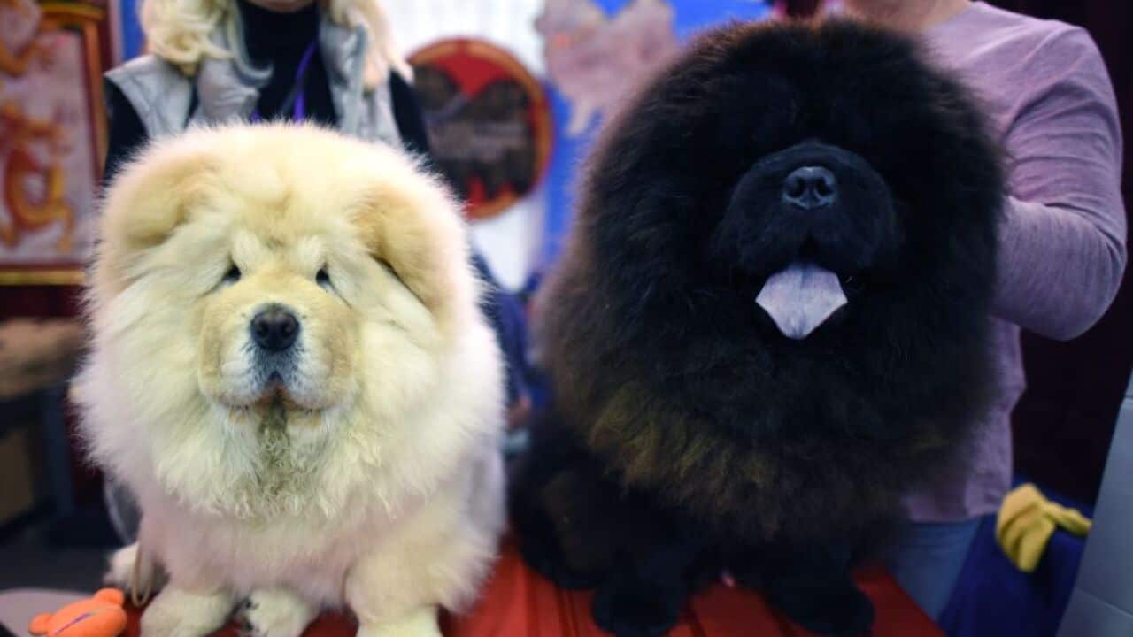 Two Chow Chow's dogs are seen during the 9th AKC Meet The Breeds on February 10, 2018 in New York at the 142th Annual Westminster Kennel Club Dog Show. / AFP PHOTO / TIMOTHY A. CLARY (Photo credit should read TIMOTHY A. CLARY/AFP/Getty Images)