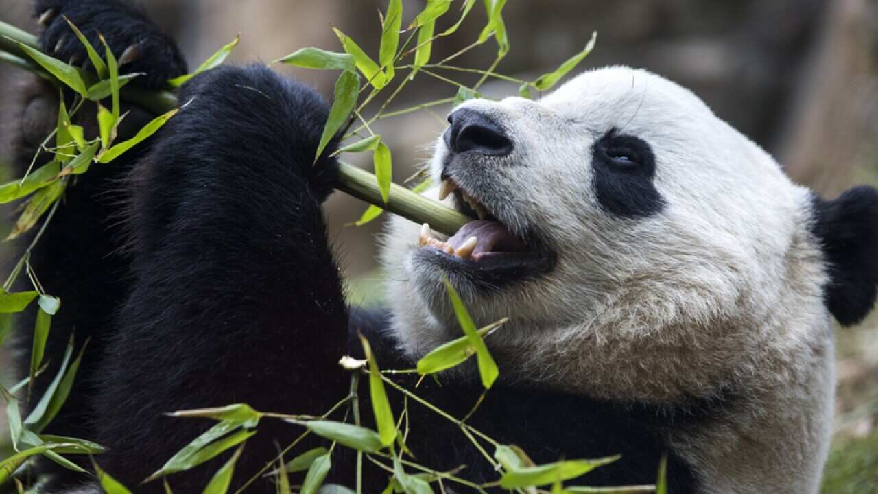 Boa Bao from the Smithsonian's National Zoo in Washington