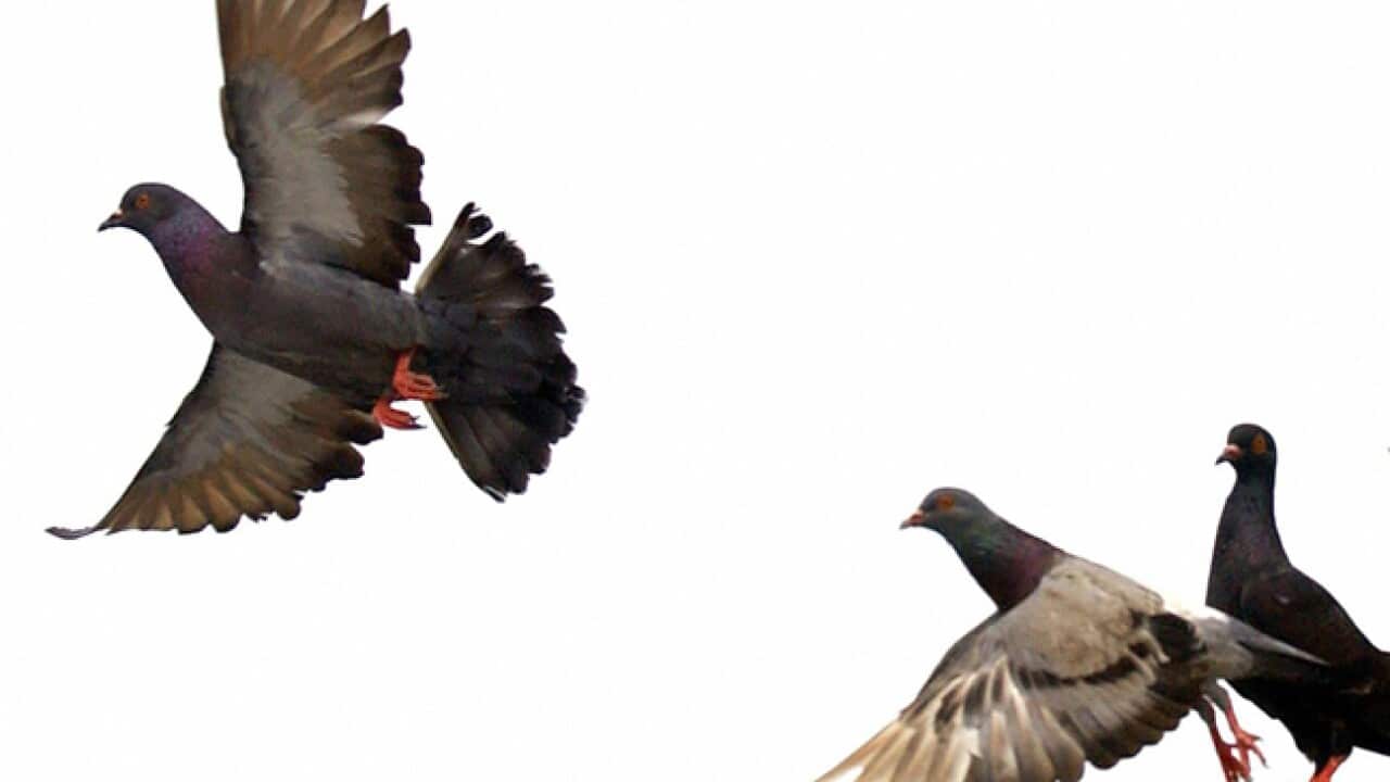 Pigeon_flight_b_11129_Getty_2111728091