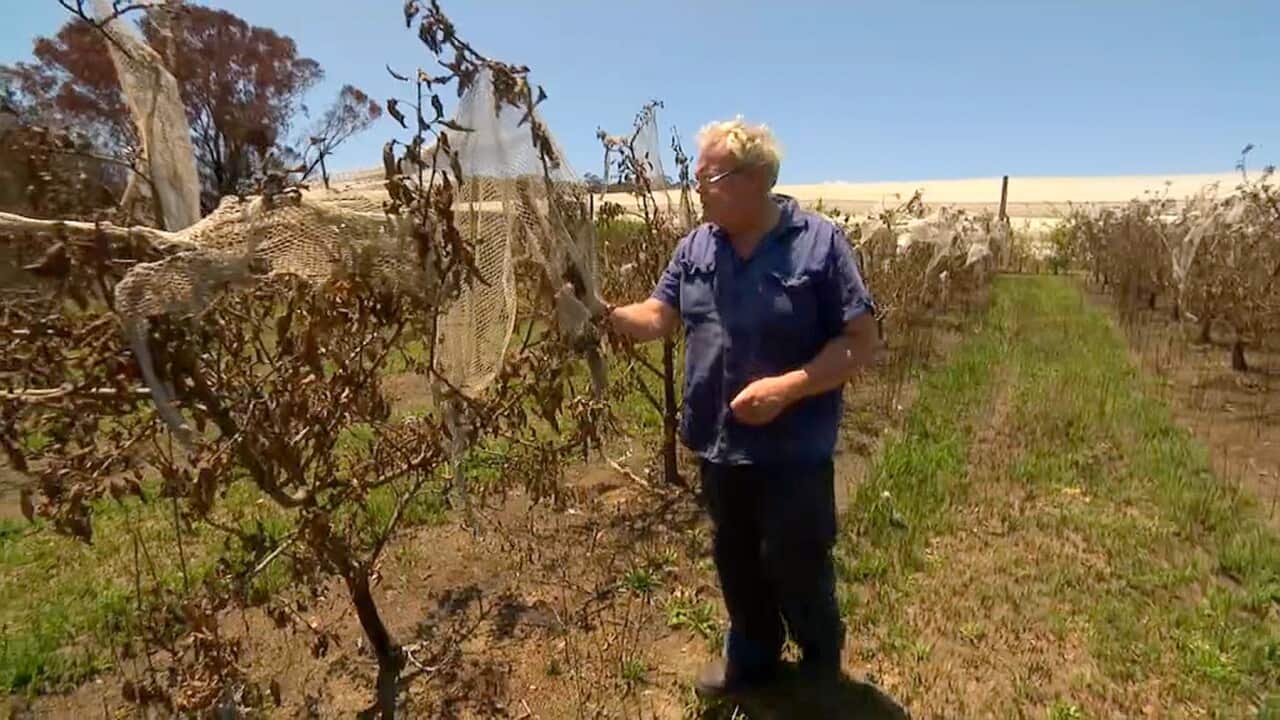 Sean Lonergan in his ruined Fuiji apples orchard