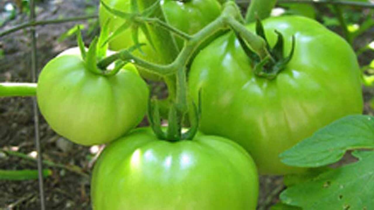 bottled green tomatoes