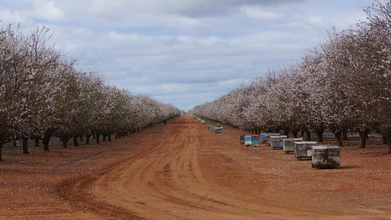 AUSTRALIAN AGRICULTURE VARROA MITE