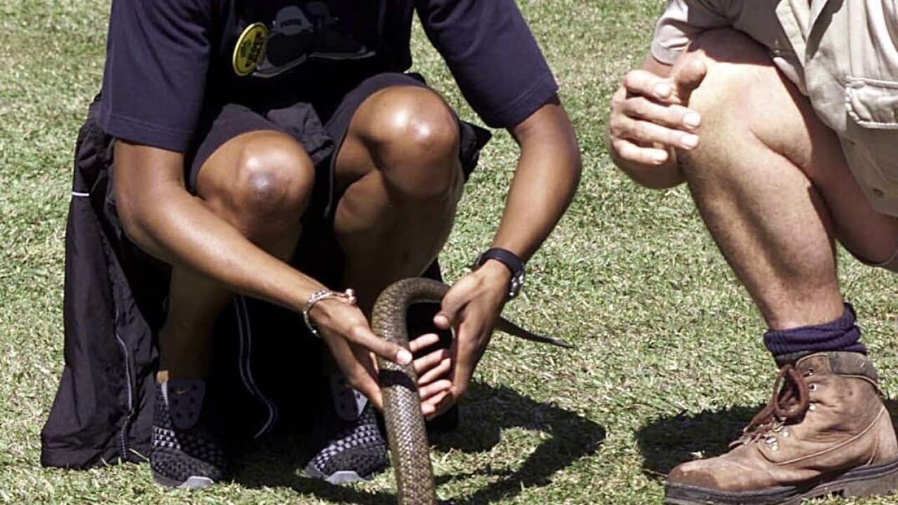 The taipan is one of the world's most venomous snakes.