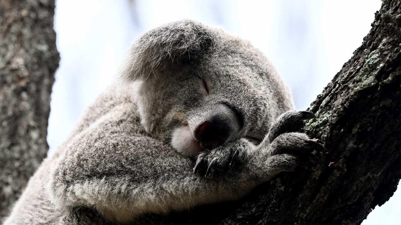 TARONGA ZOO NURA DIYA HABITAT OPENING