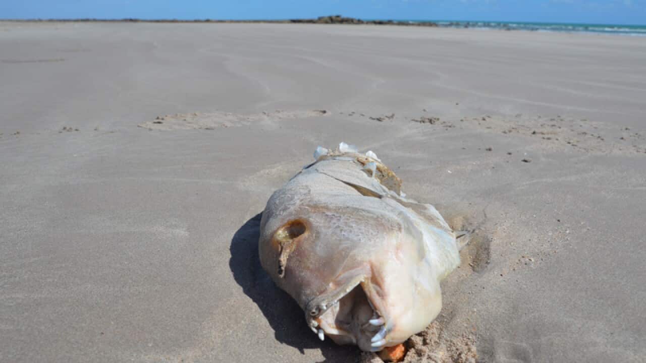 a dead fish, Quondong Point