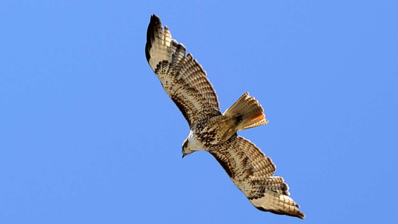 Hawk_bird_flying_B_111109_Getty_1010866405