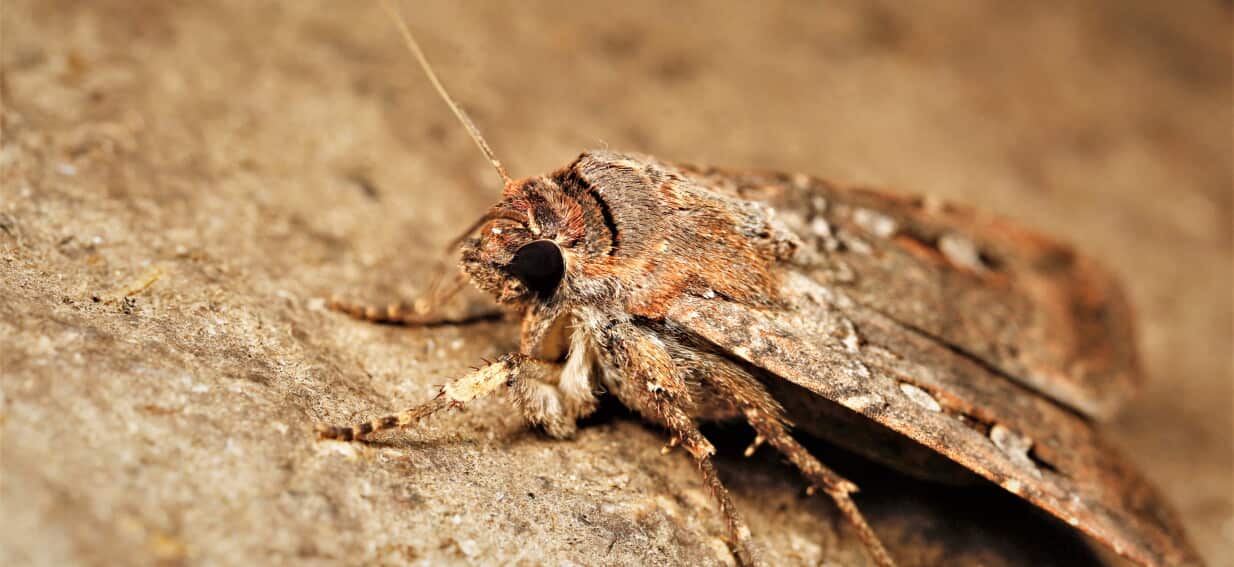 'A story of hope': Bogong Moths swarming the east coast are exciting researchers