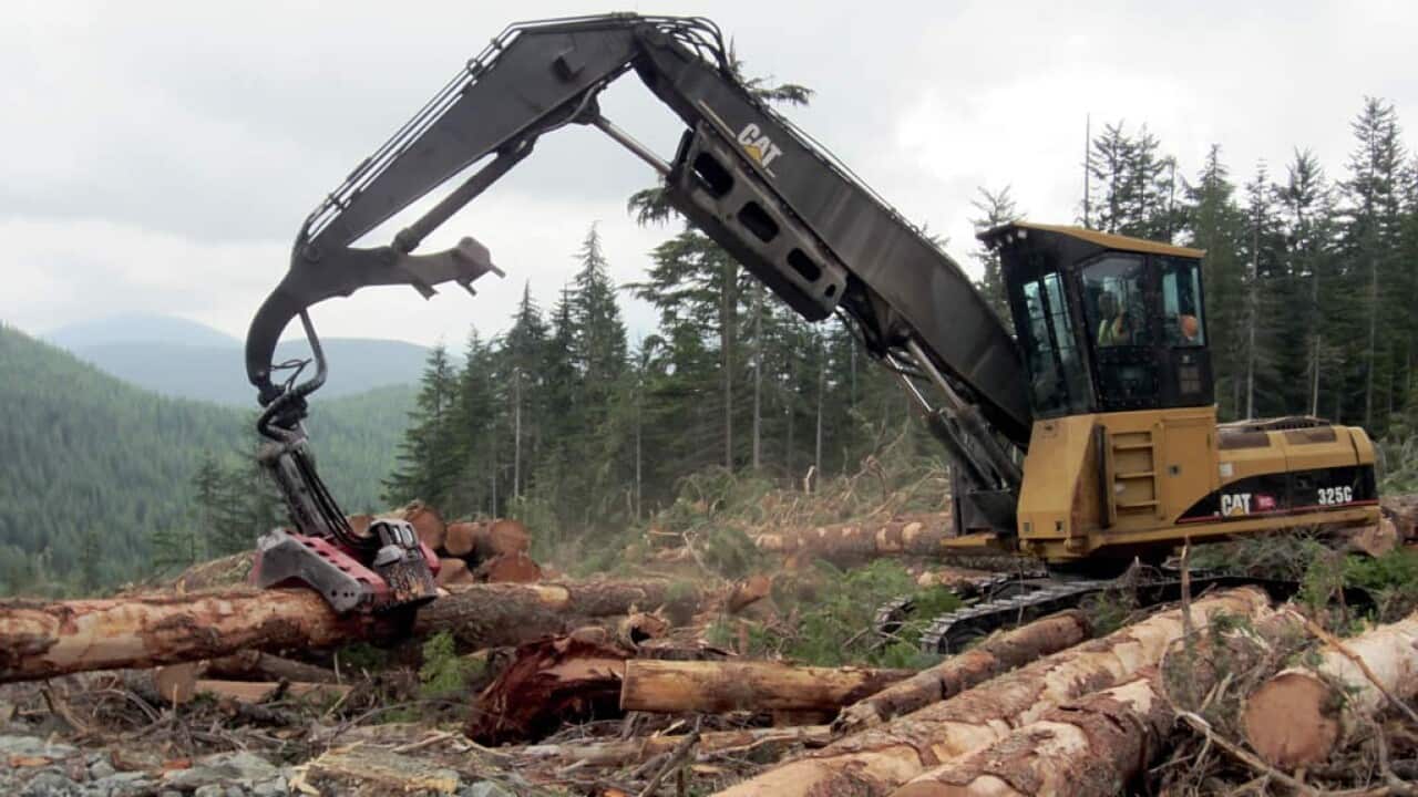 Wälder werden für Strom abgeholzt