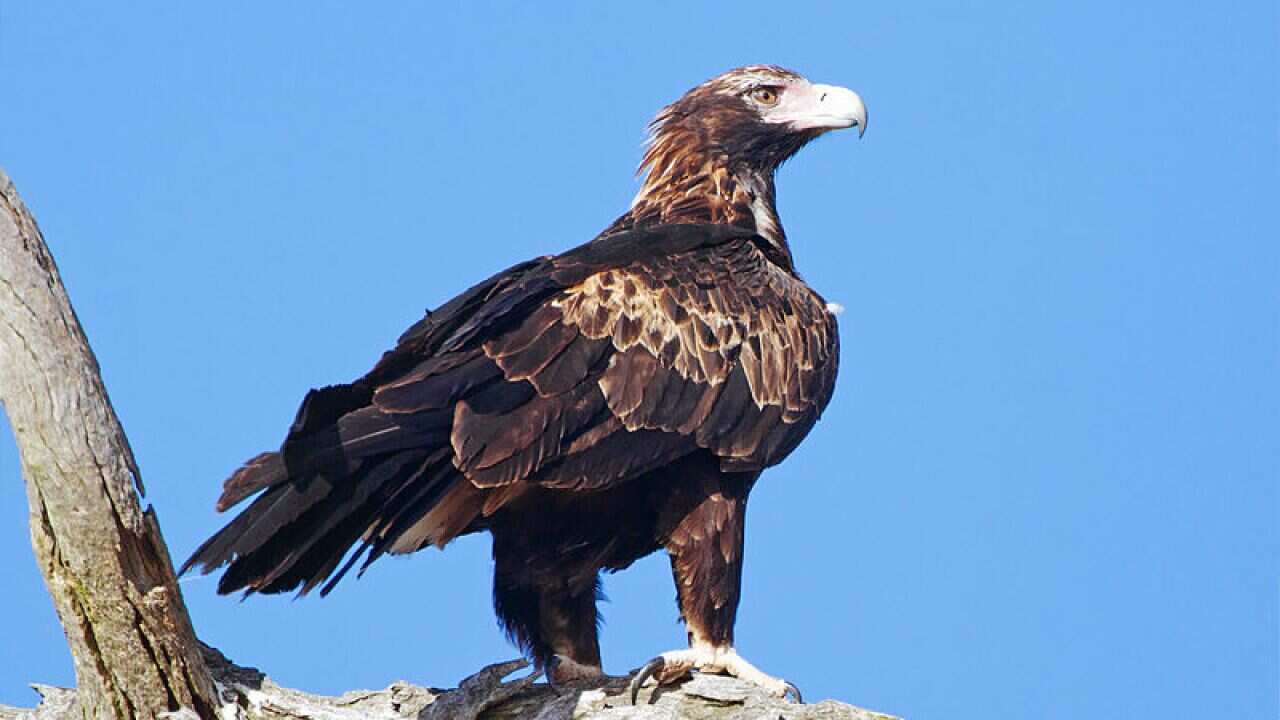 Eagle