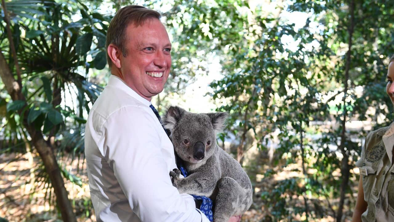 STEVEN MILES KOALA THREAT MANAGEMENT