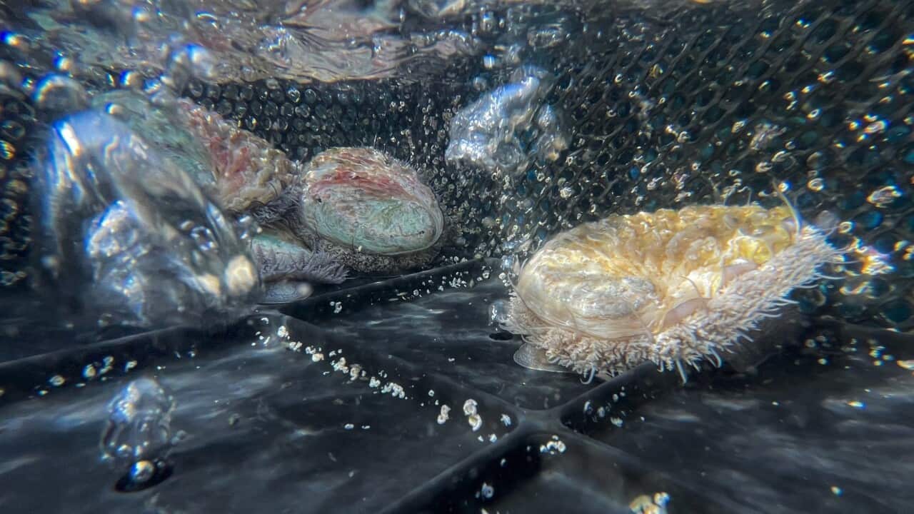APTOPIX South Africa Abalone