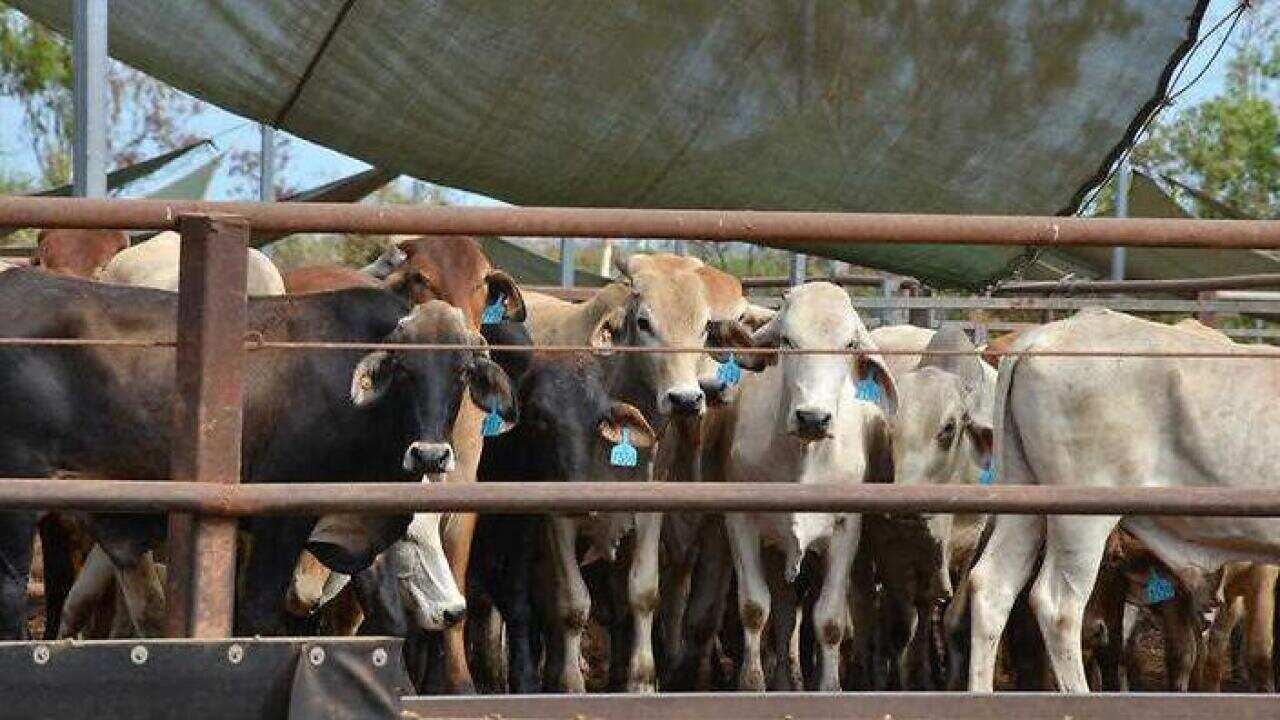 Cattle in the Berrimah export yards in Darwin. (AAP)