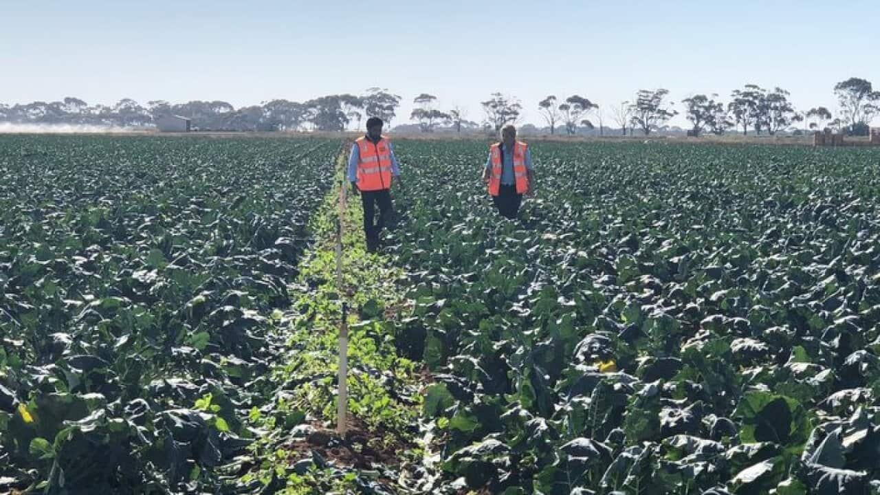 Barinder Puri and Catherine Velisha in fields of broccoli